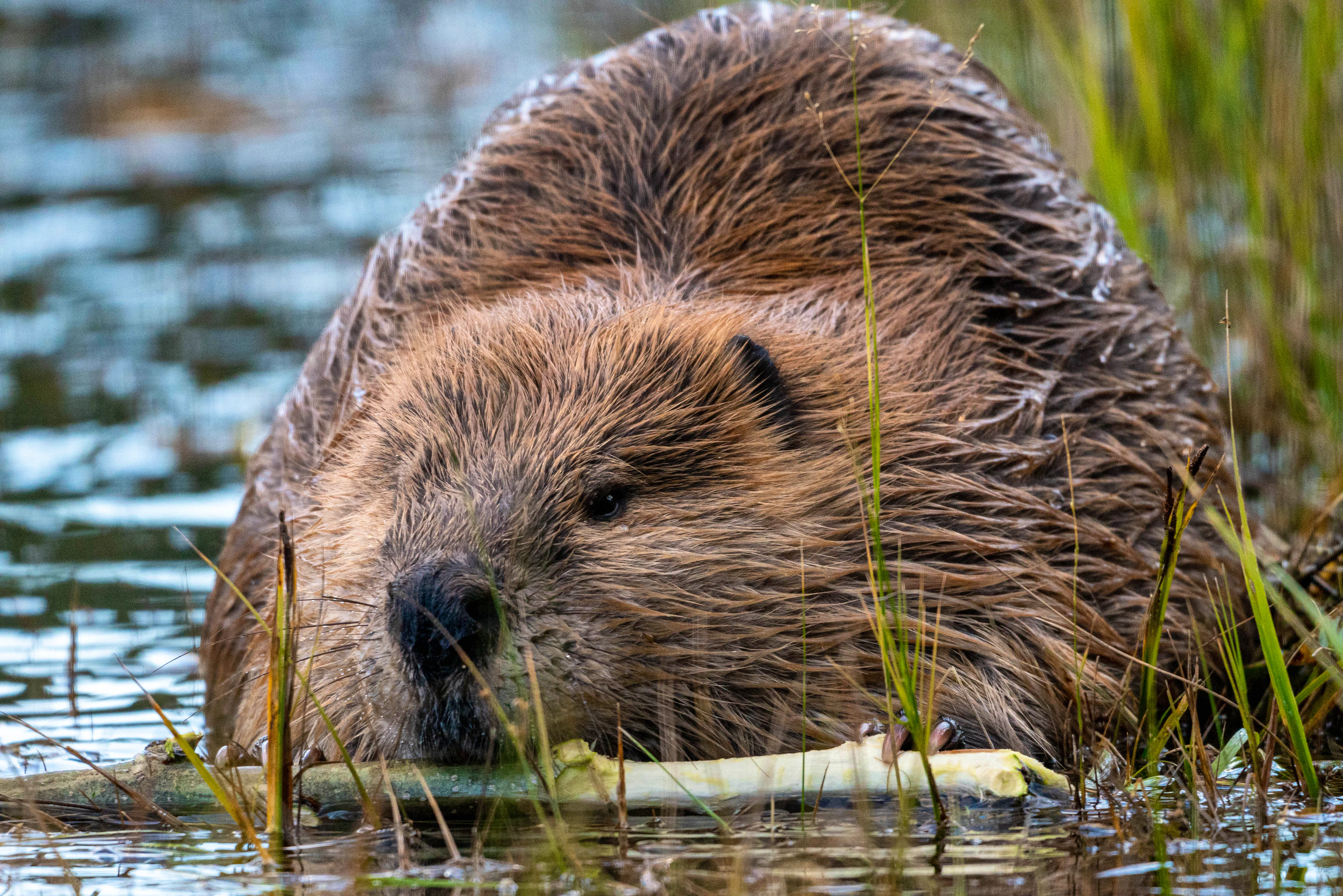 Beaver in grand teton