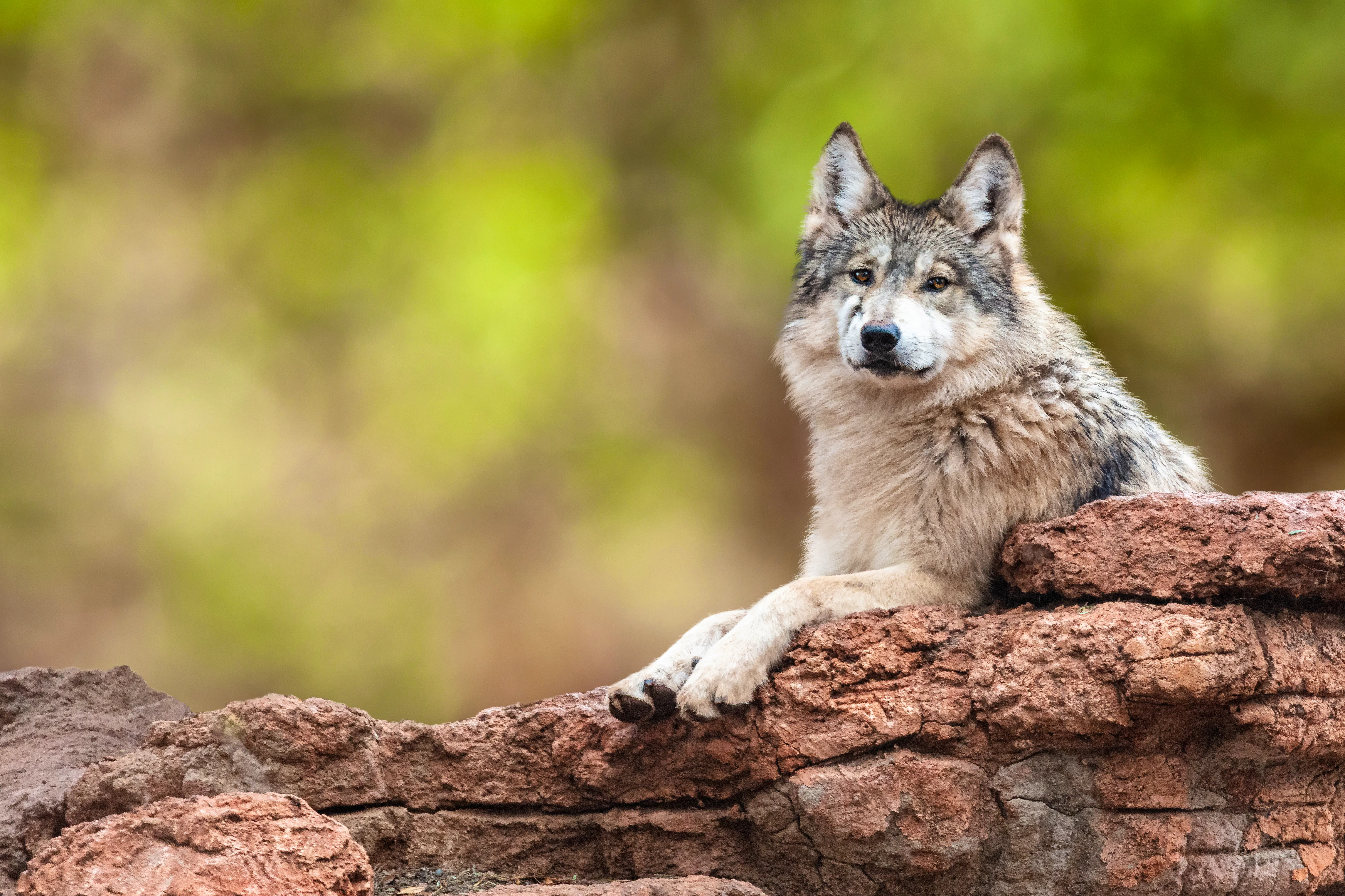 Mexican Gray Wolf