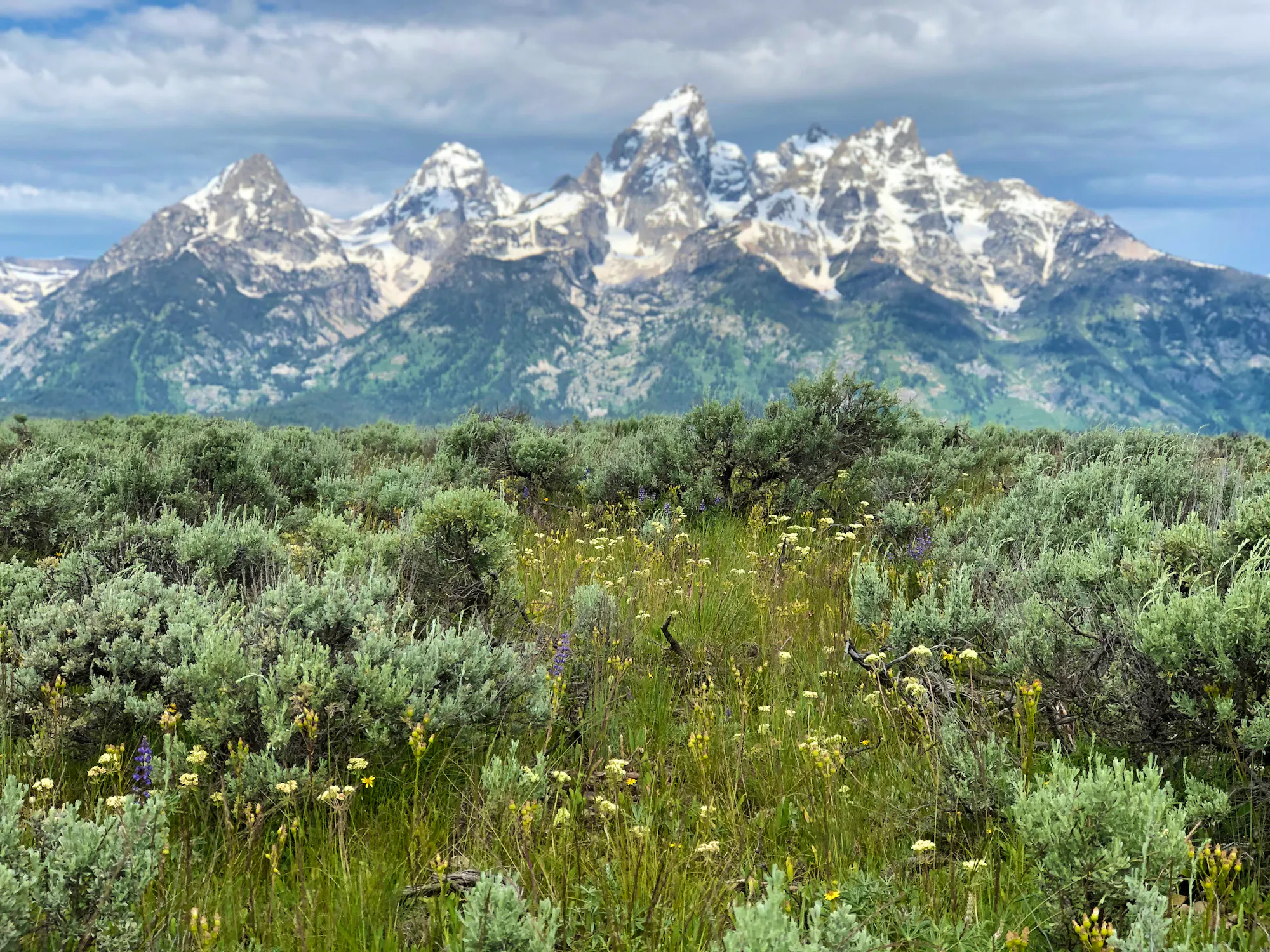 Sagebrush steppe at the base of the Teton Range.