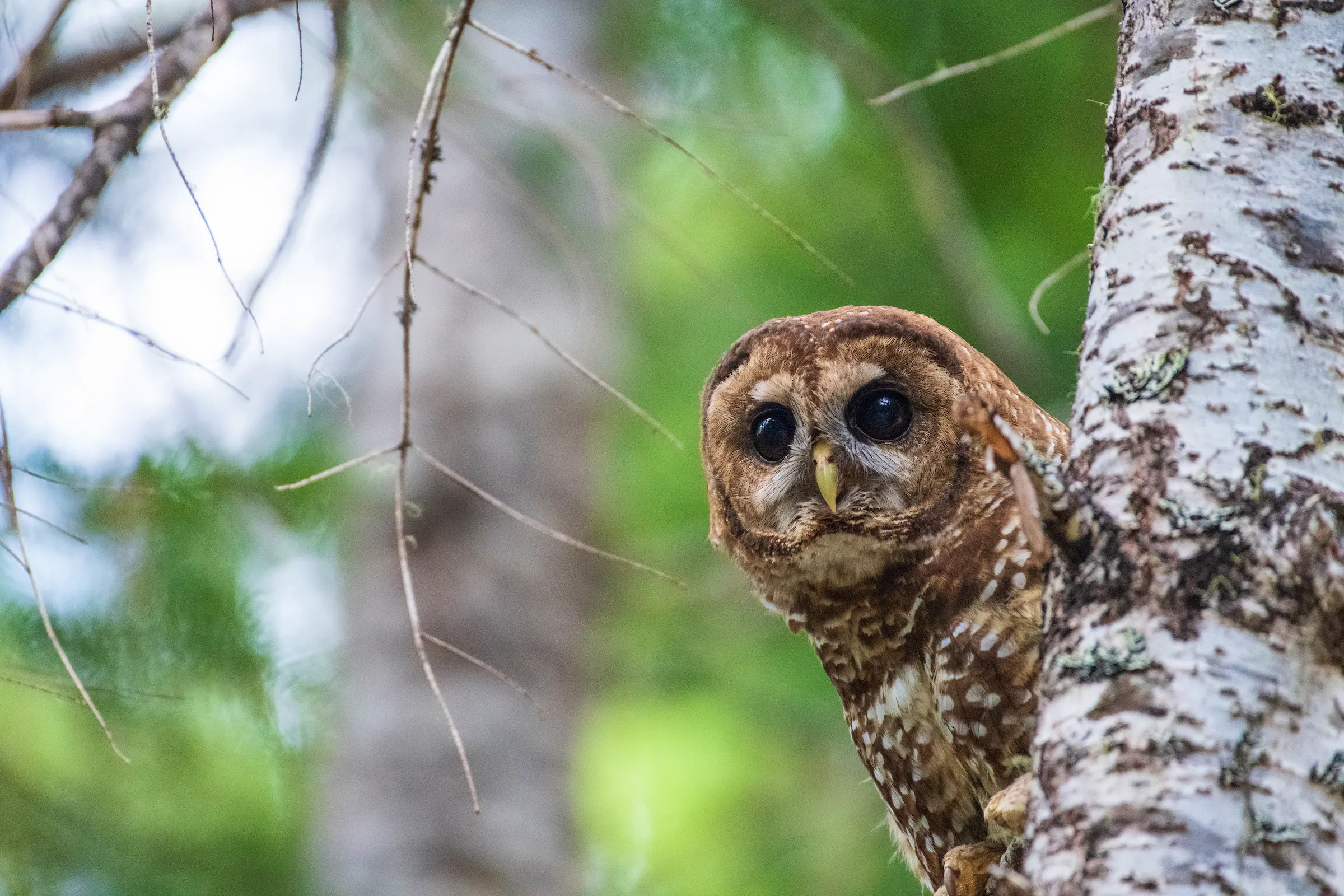 northern spotted owl peeking around tree trunk