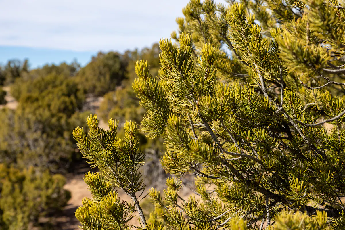 Pinyon pine tree in New Mexico