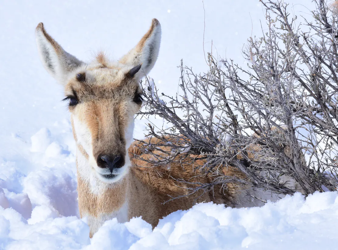 A pronghorn doe resting in the snow
