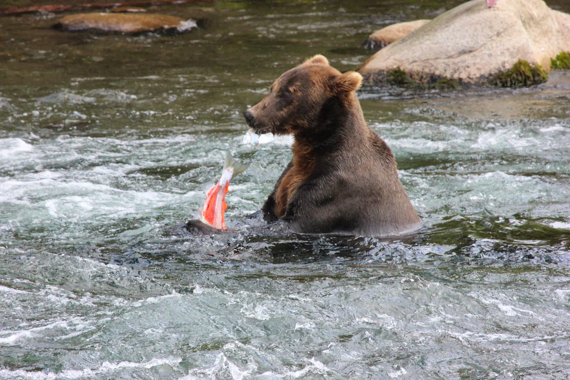 A brown bear sits in the water, holding a bright pink and white fish in its paws. Only the tail and back half of the fish is sticking up out of the water.