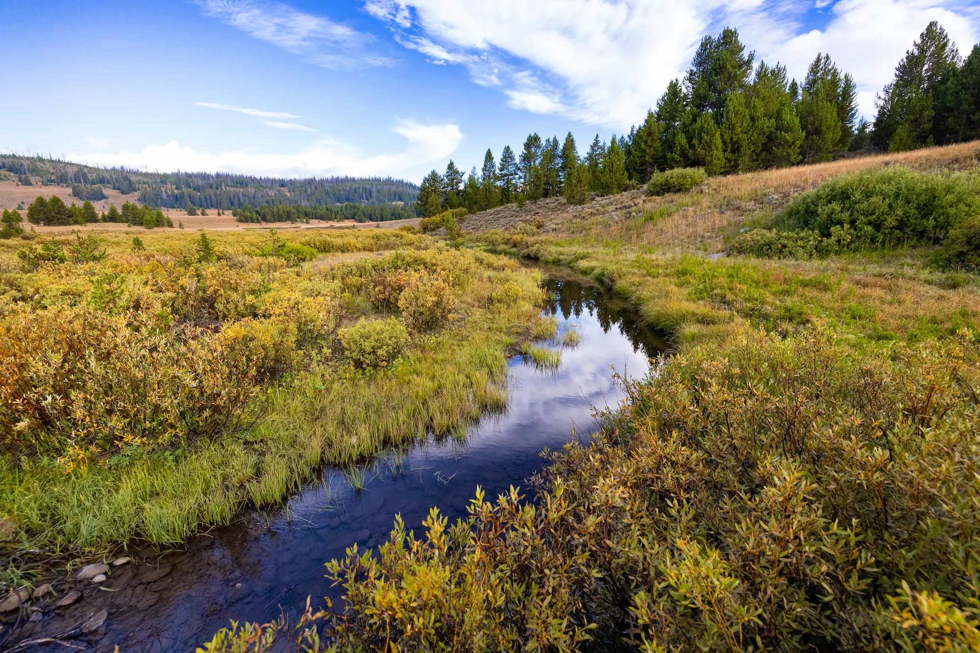 Snake River tributary west of Fox Creek Patrol Cabin in Yellowstone National Park