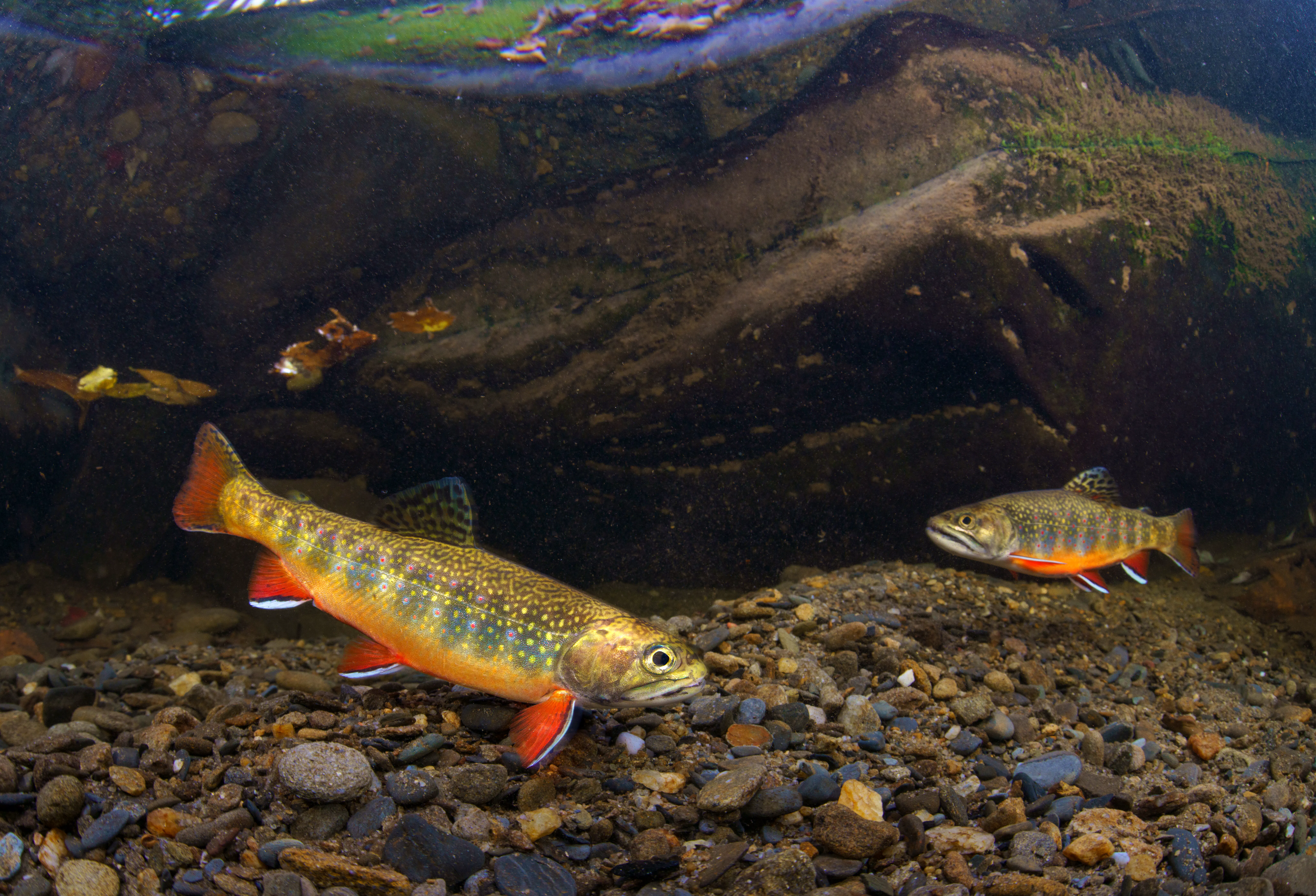 Two Southern Appalachian Brook Trout (yellow fish with green spots running the length of their bodies and bright orange fins) swim underwater by a large rock.