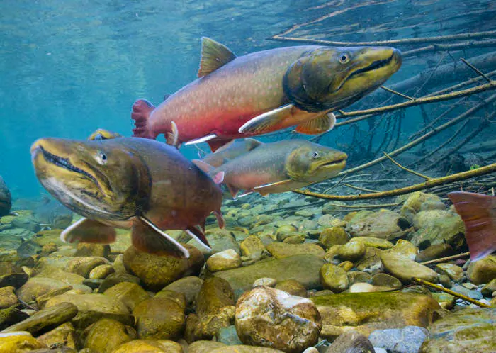 bull trout in water