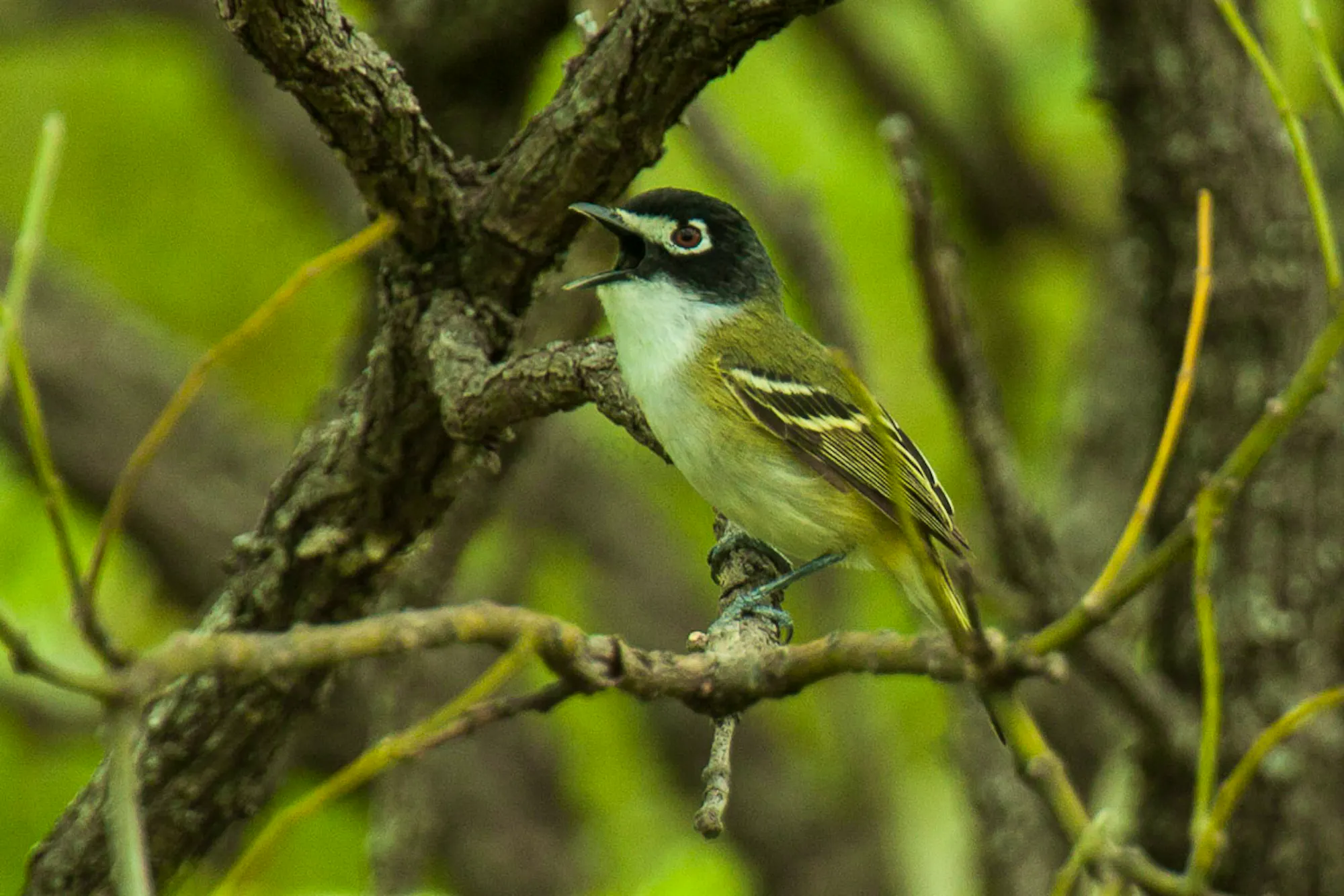 A black-capped vireo perches on a branch with its mouth open. Larger branches tangle behind the bird.