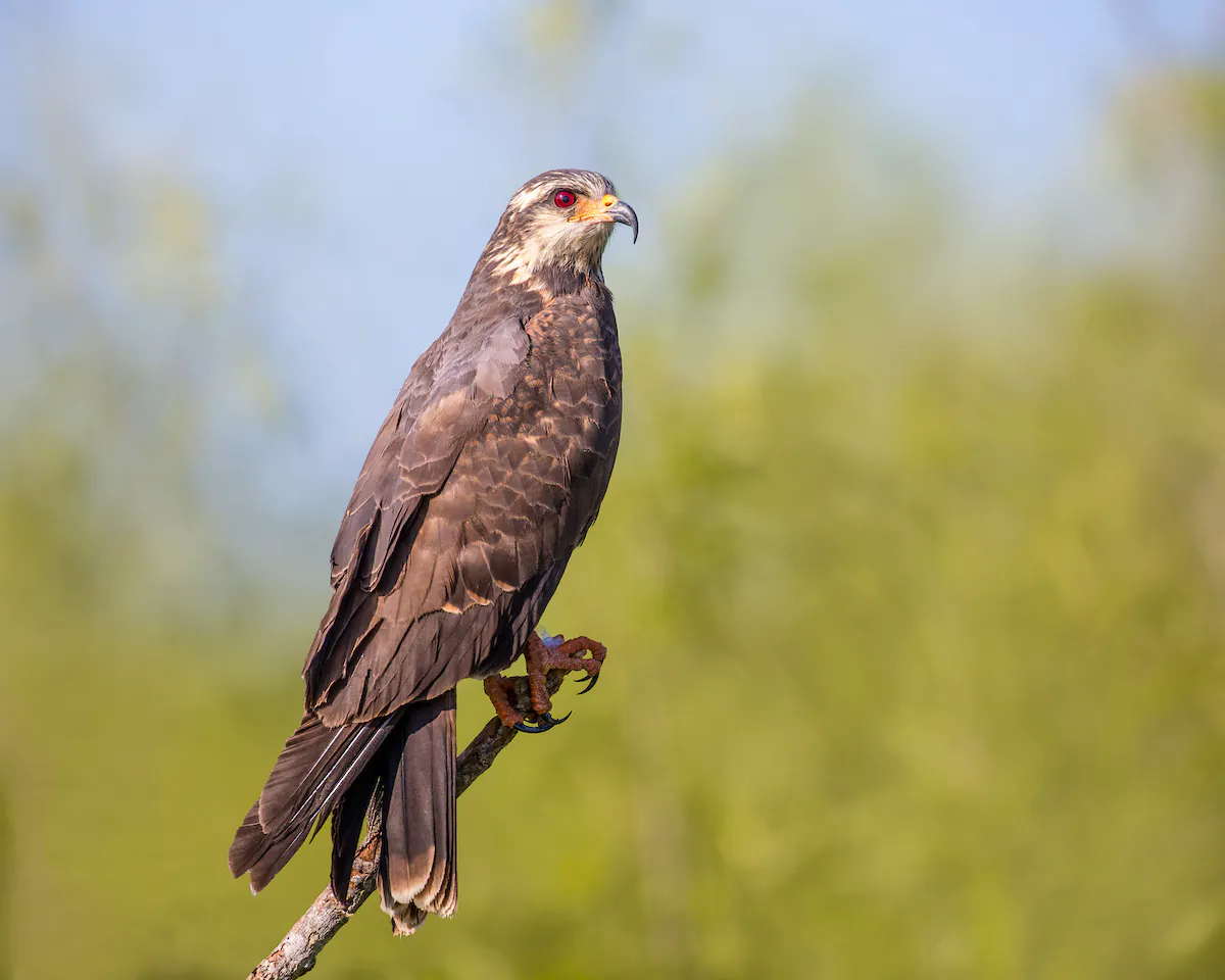 female snail kite in tree