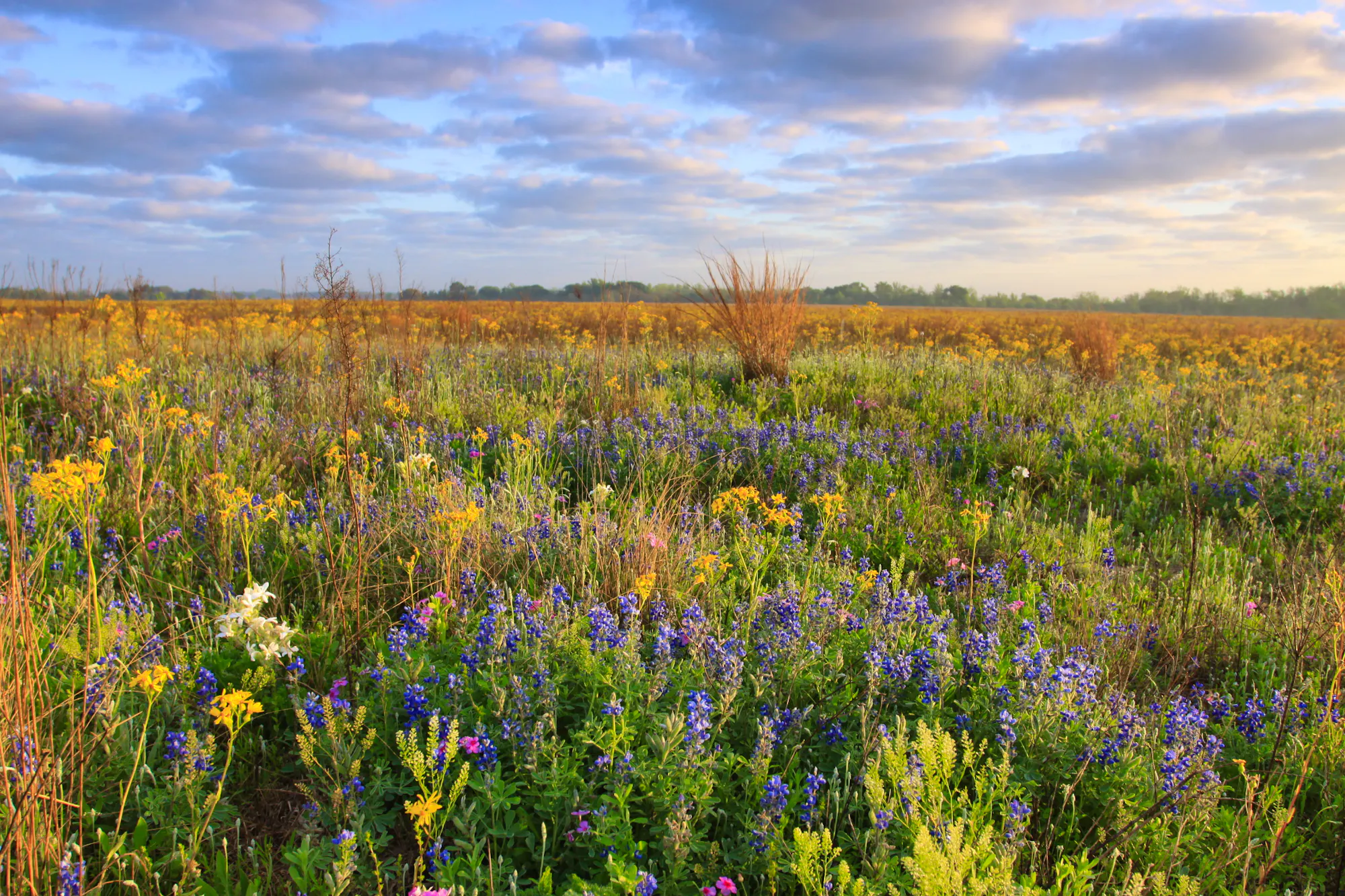flowers blooming in field at Attwater Prairie Chicken National Wildlife Refuge