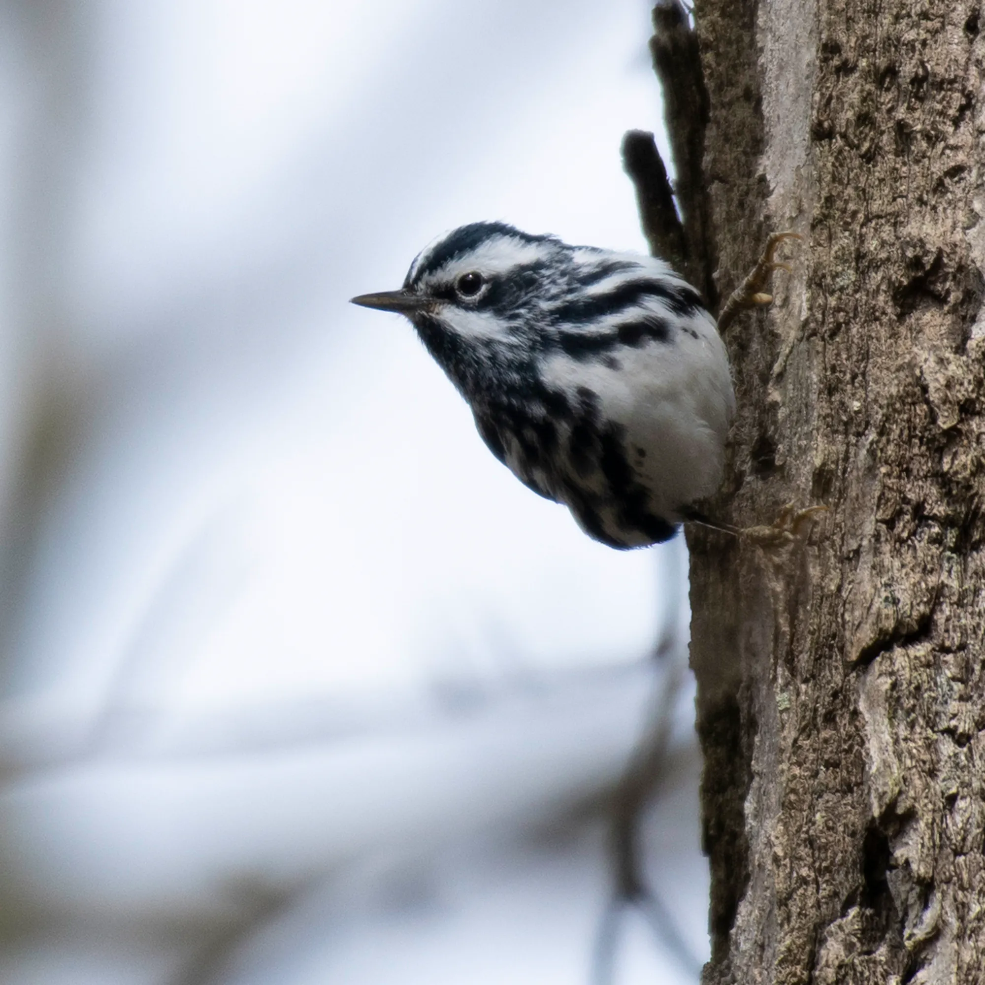 A black and white warbler is perched off the trunk of a tree.
