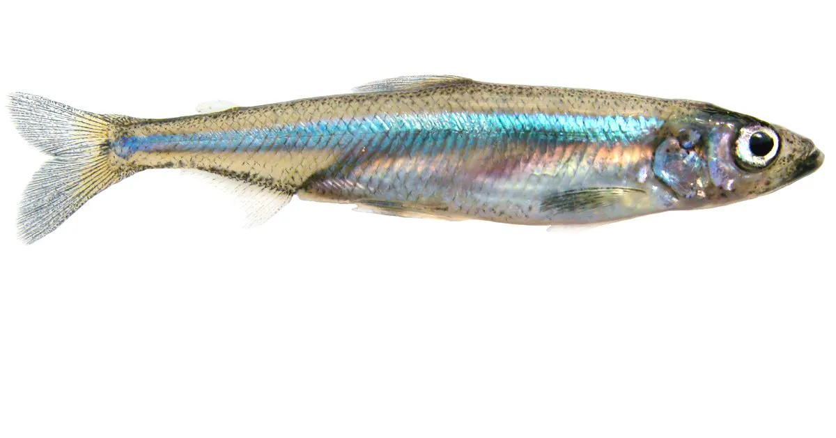 delta smelt fish