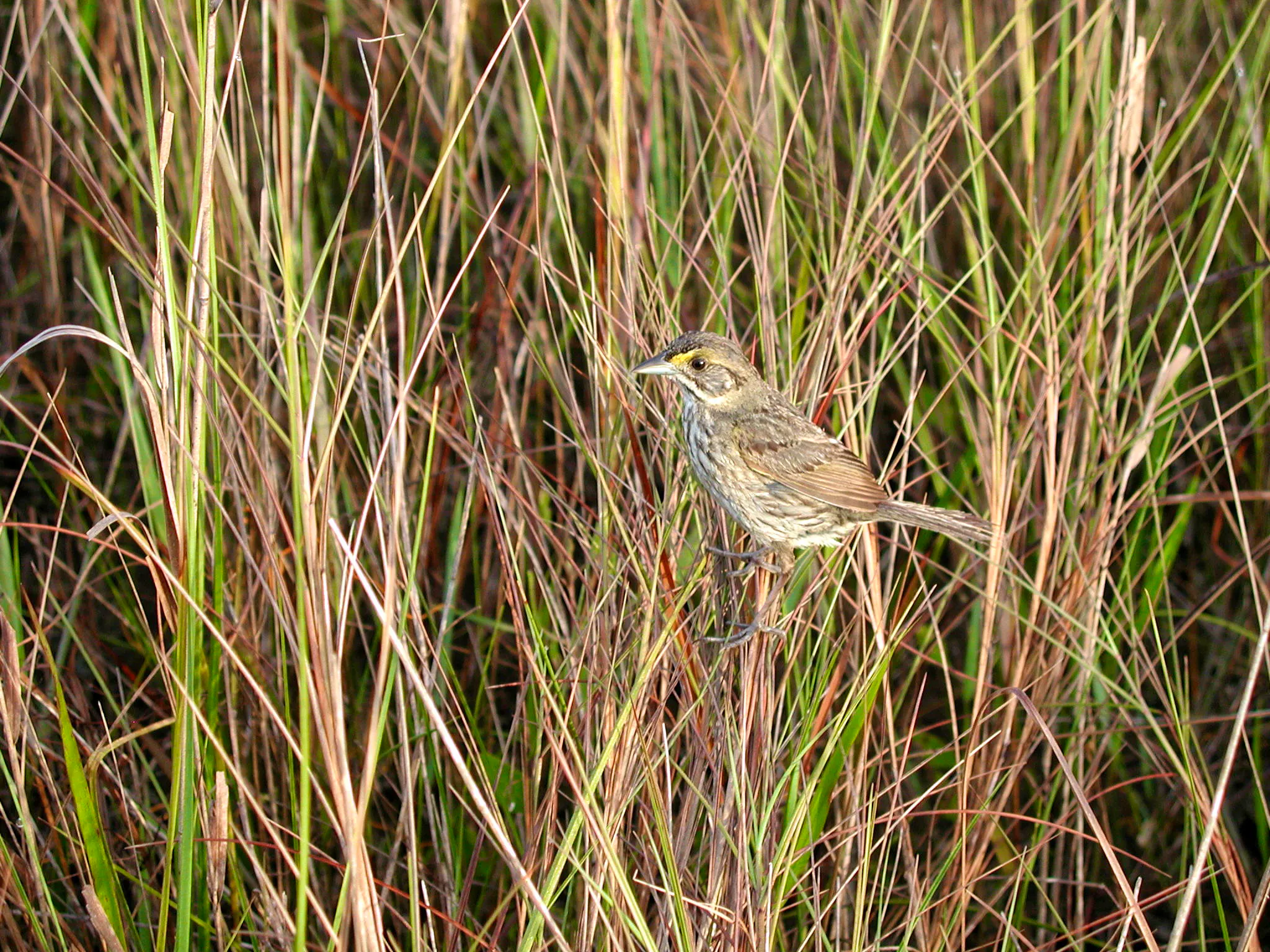 Cape Sable Seaside Sparrow in grass