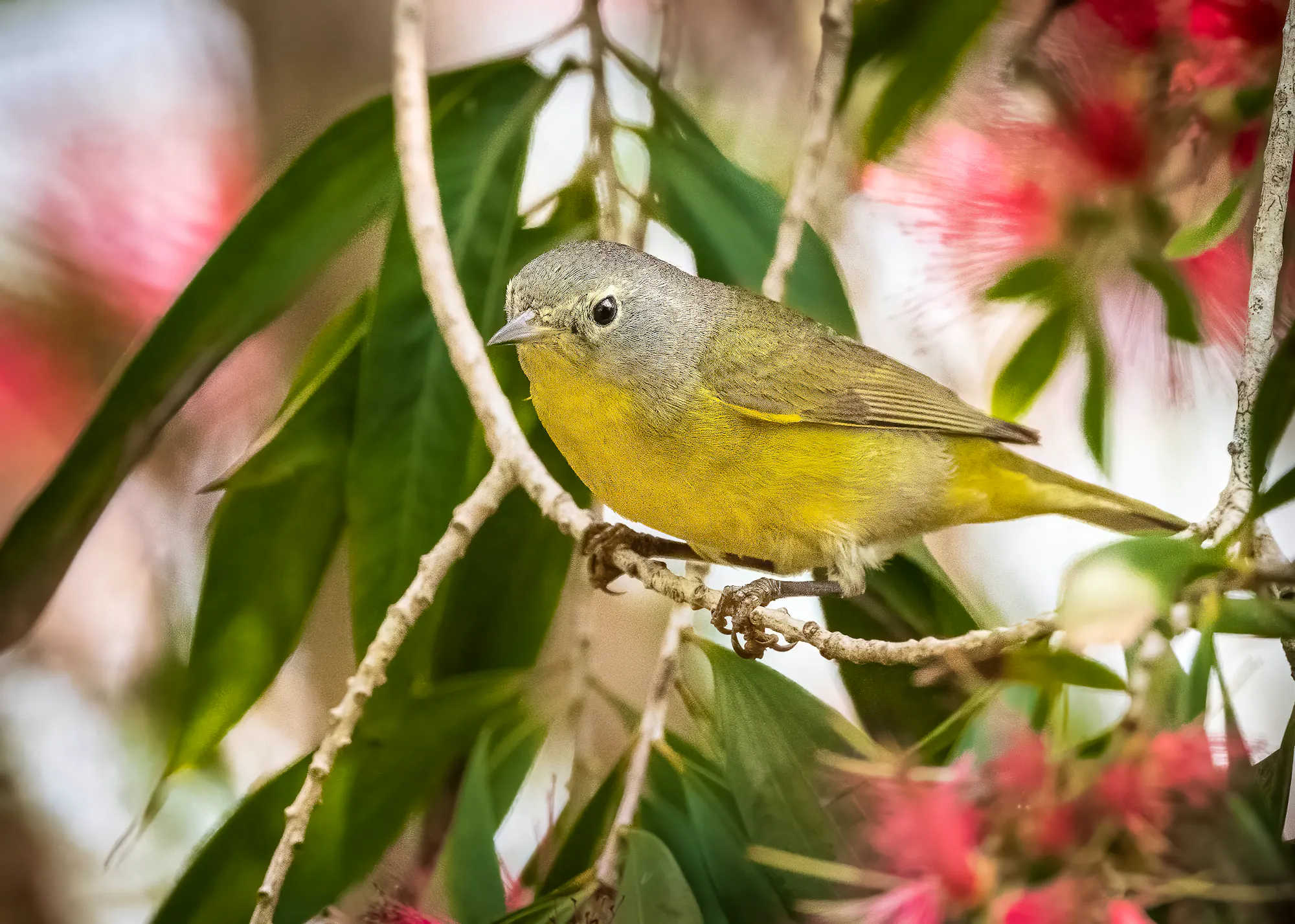 A Nashville warbler (yellow bird with a light grey head and back) perches on a thin branch. Big green leaves and pink flowers make up the background.