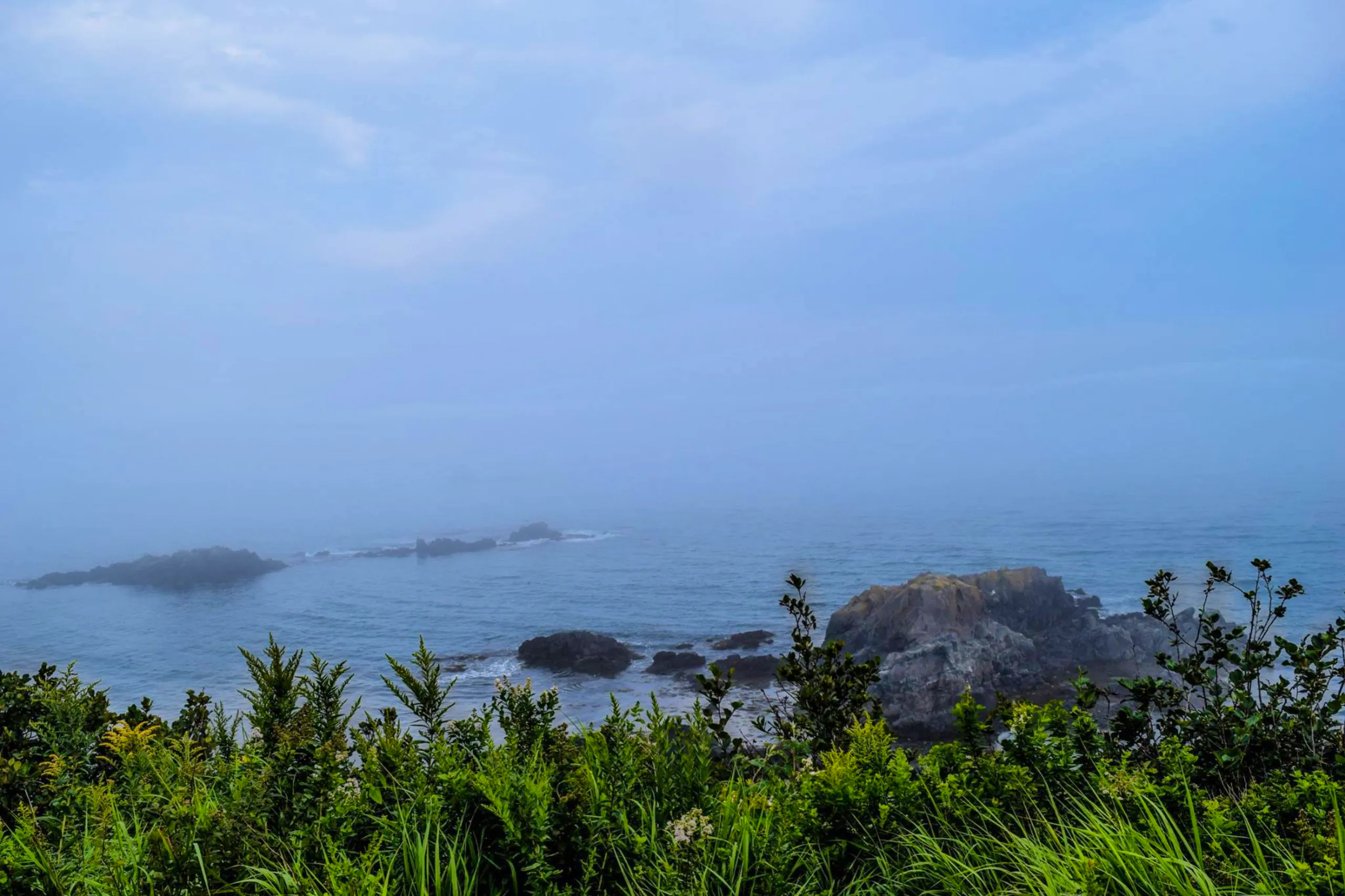 Rocky coastline of the Atlantic ocean with native plants in the foreground under a fog