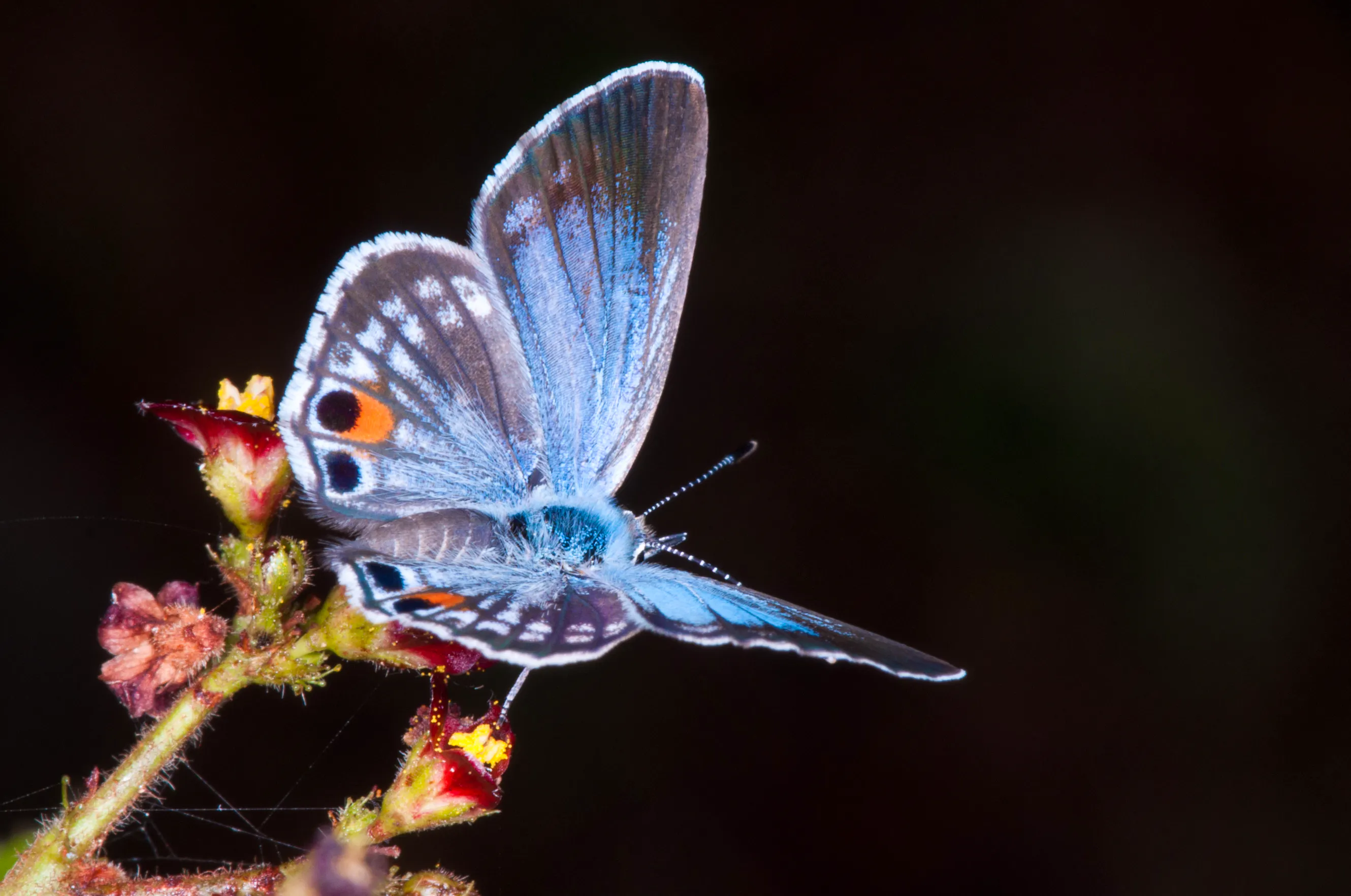 Miami blue butterfly