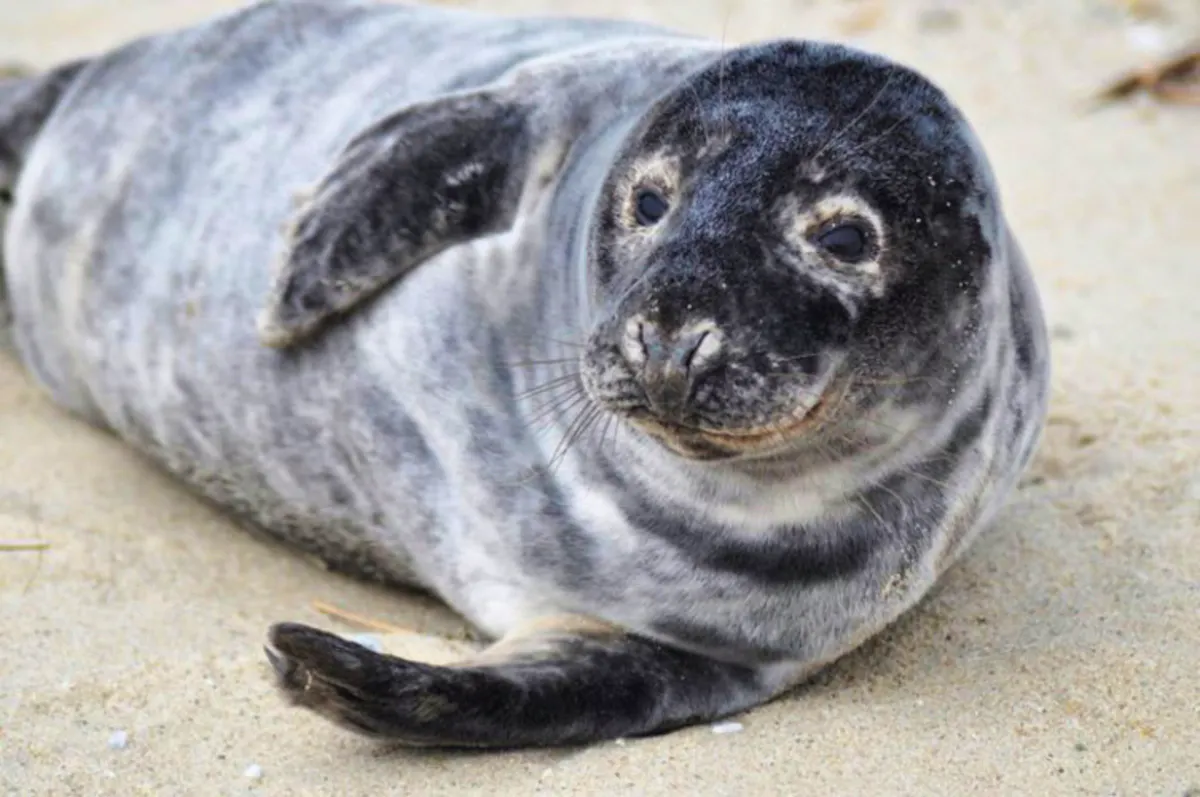 gray seal close up