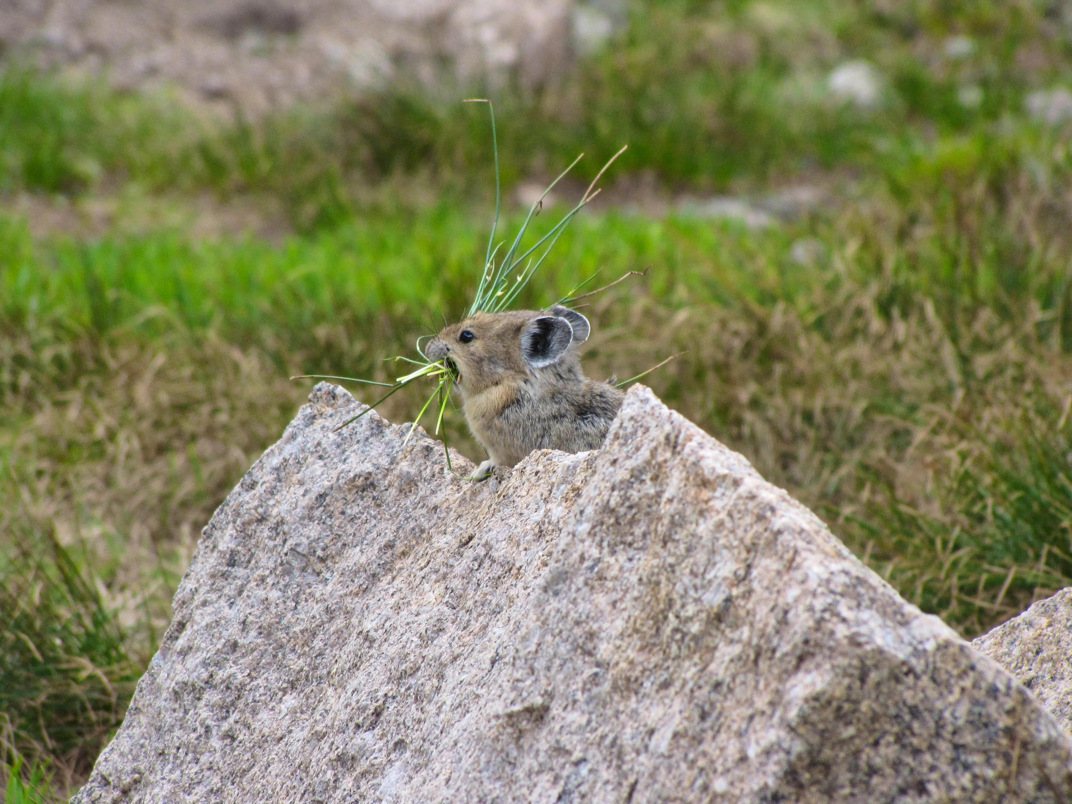 american pika with grass in mouth