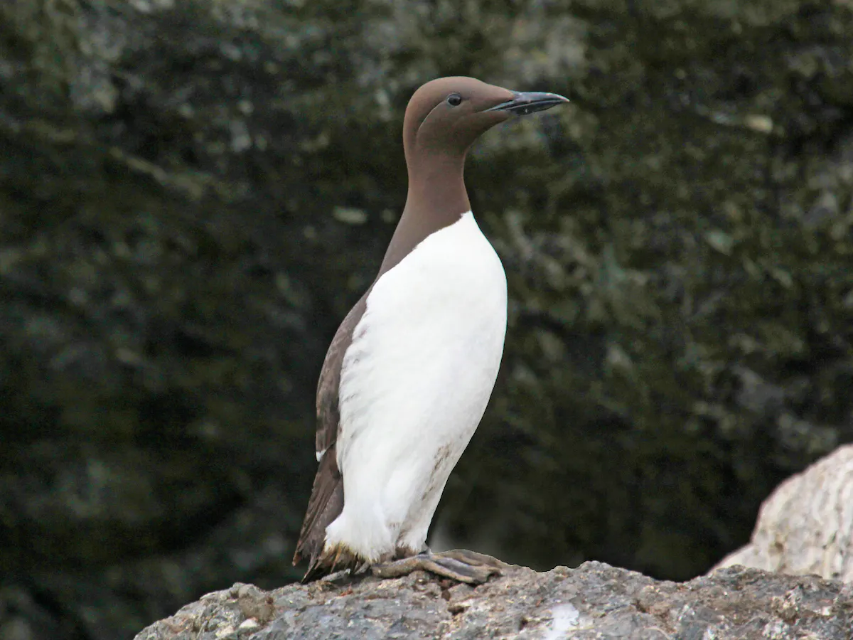 common mure standing on rock