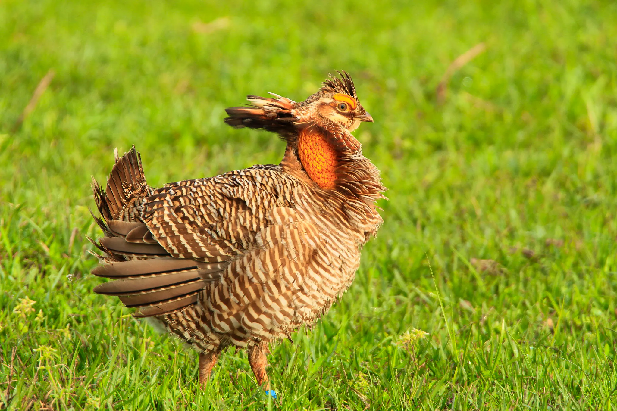 male attwater prairie chicken in field