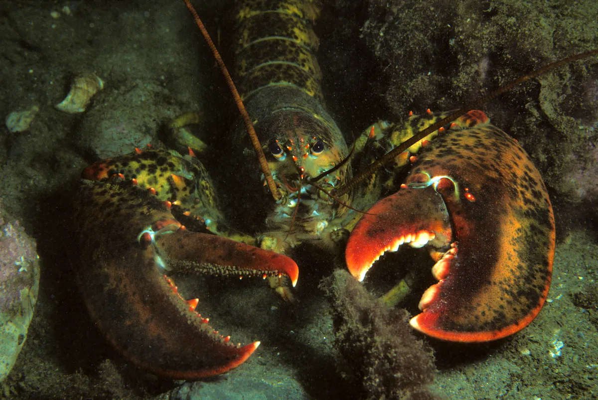 American Lobster in the water