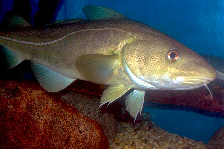 Atlantic Cod Fish