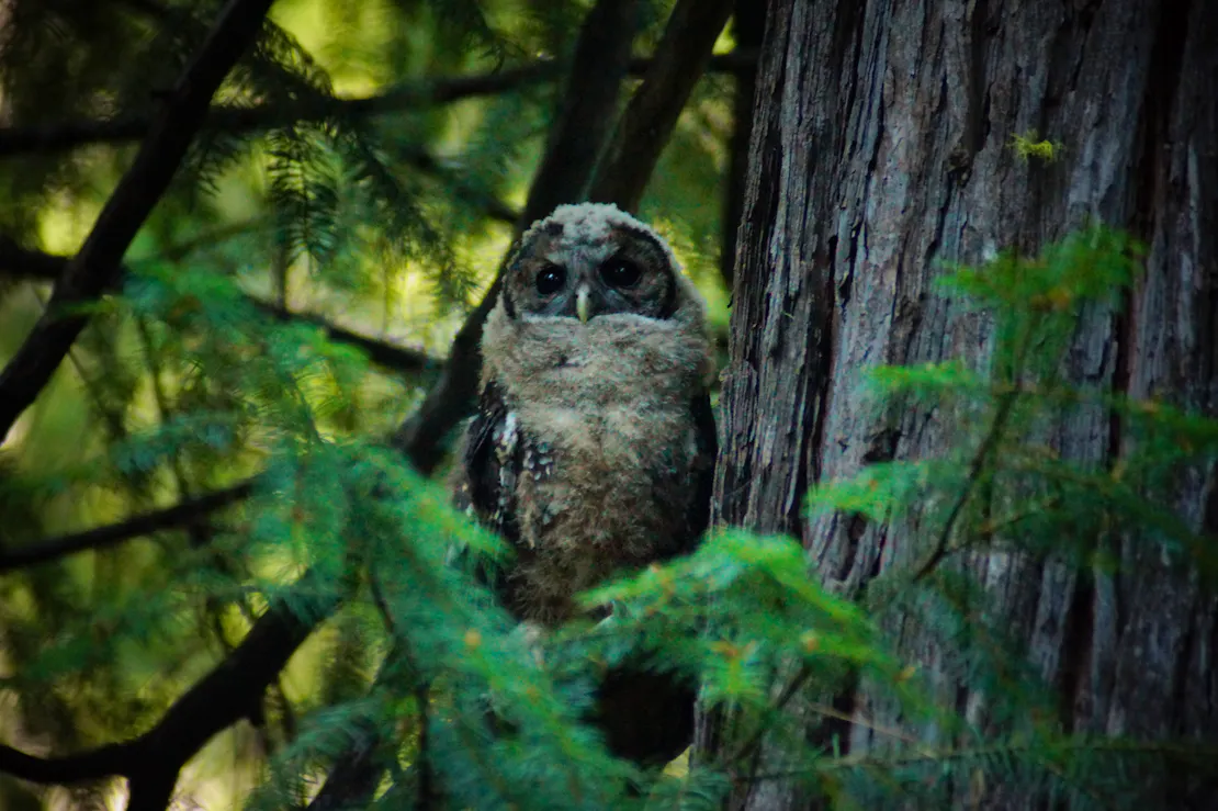 A California spotted owl fledgling sits in a California forest