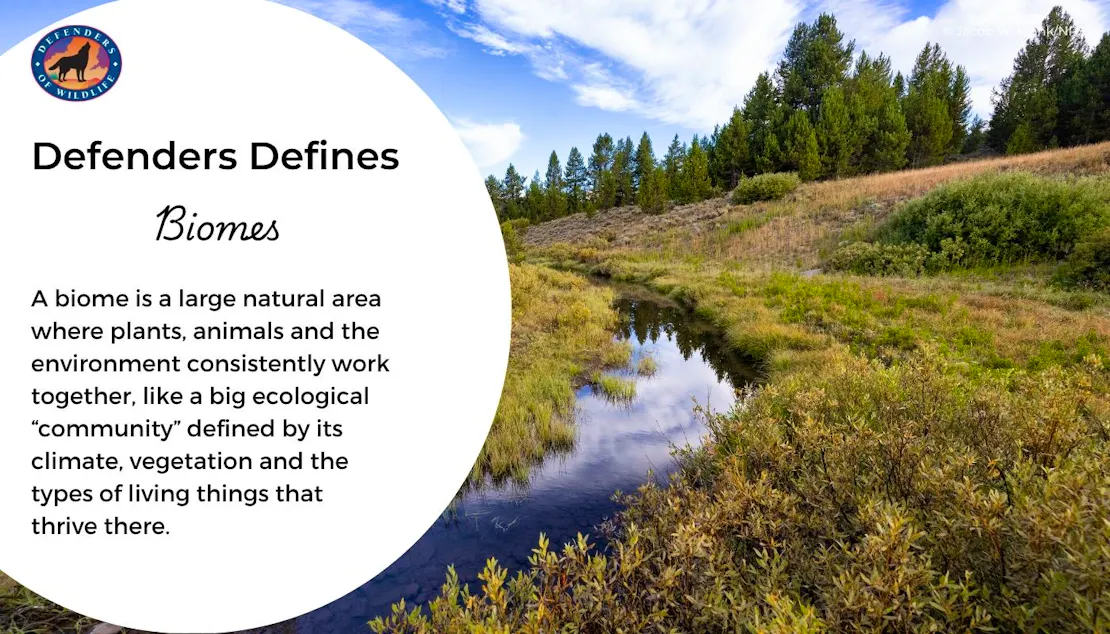 A graphic describing what "biomes" are. To the right of the explanation, a river runs through a grassy, hilly scenery.