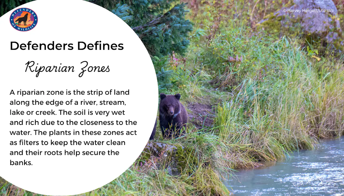 A graphic describing what "Riparian Zones" are. To the right of the explanation, a brown bear cub walks among the tall, lush grass (in the riparian zone) along water.