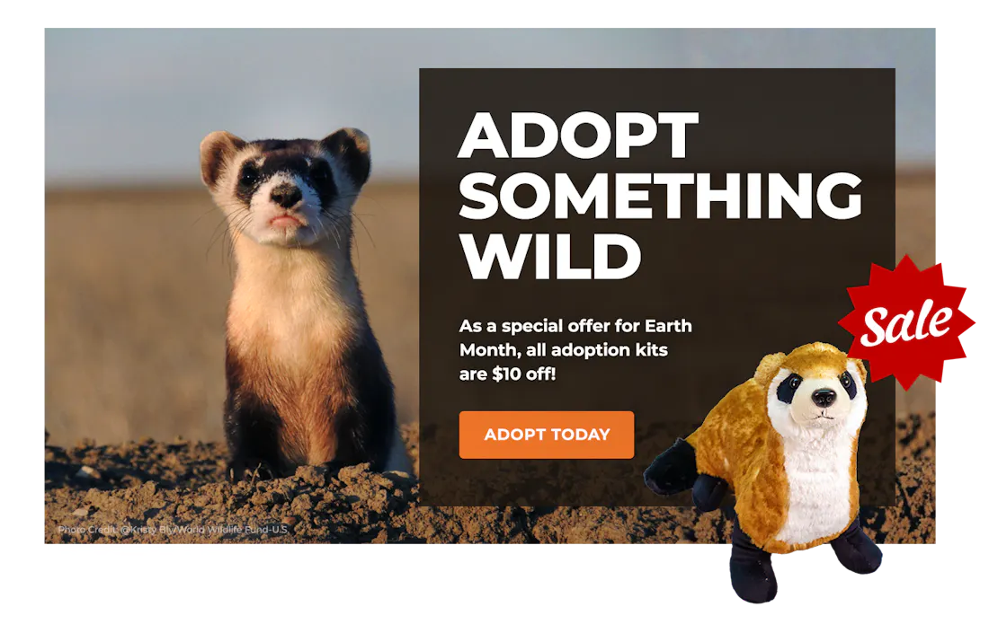 EarthMonthSale_Lightbox_BlackFootedFerret