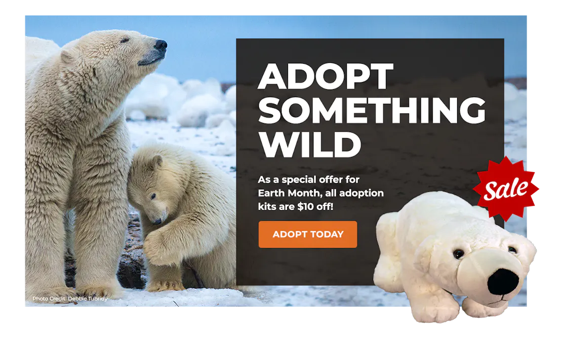 EarthMonthSale_Lightbox_PolarBear