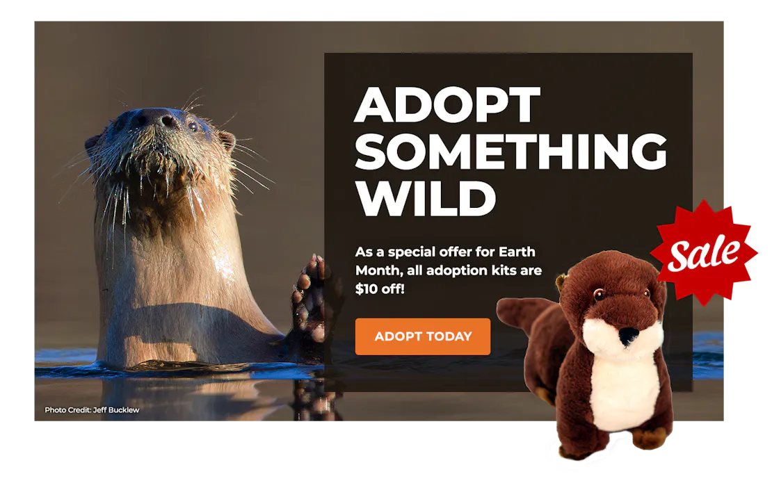 EarthMonthSale_Lightbox_RiverOtter