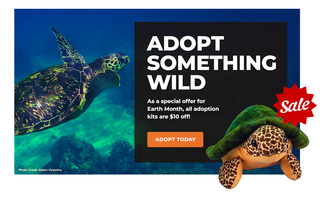 EarthMonthSale_Lightbox_SeaTurtle