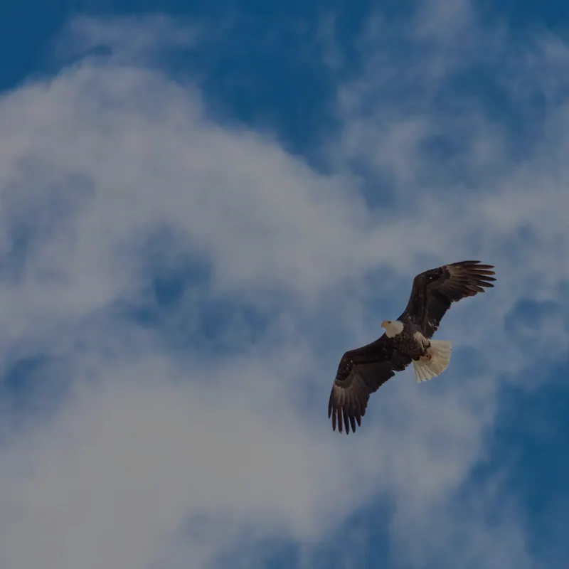 bald eagle in flight blue sky with clouds