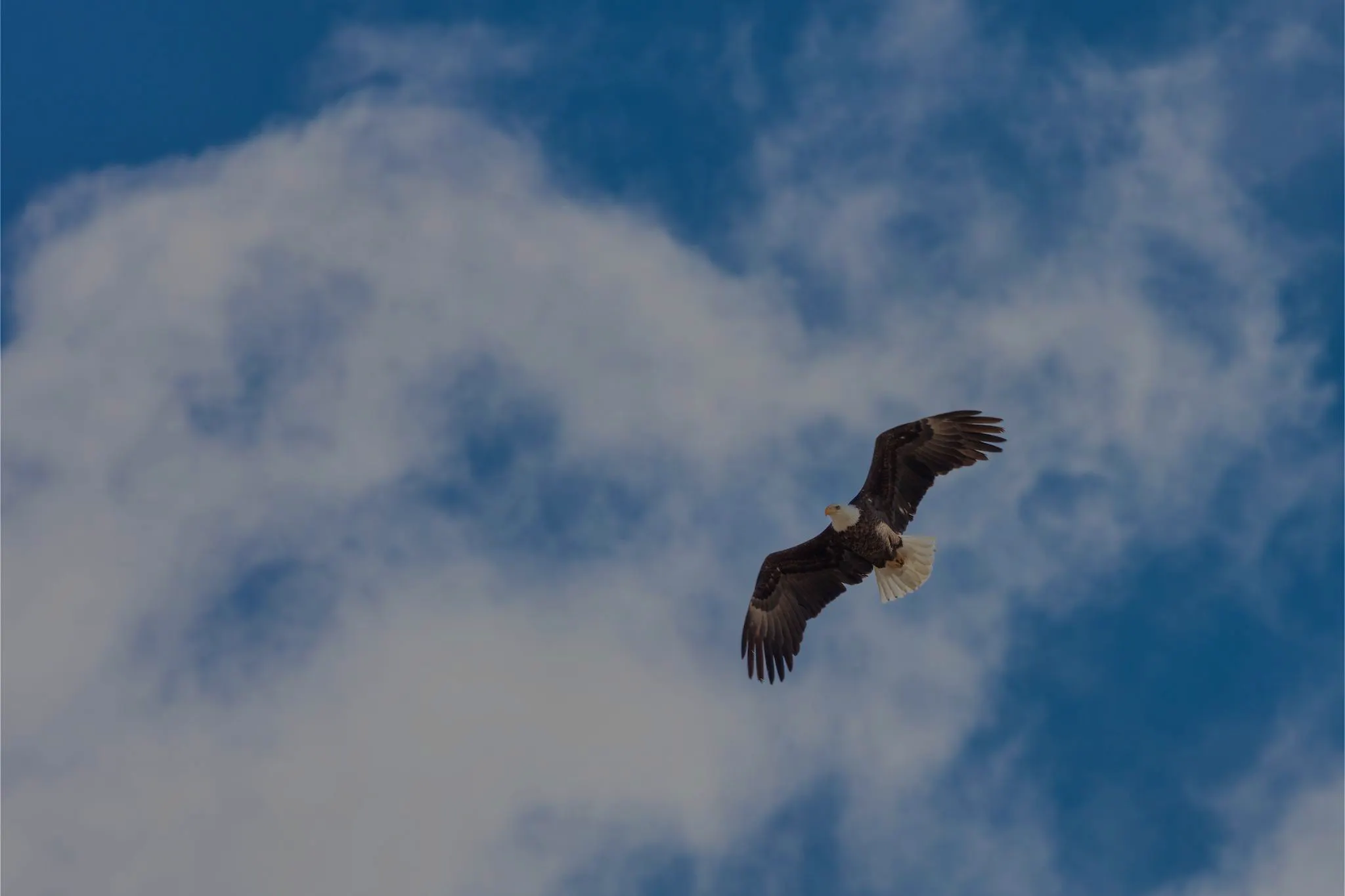 bald eagle in flight blue sky with clouds
