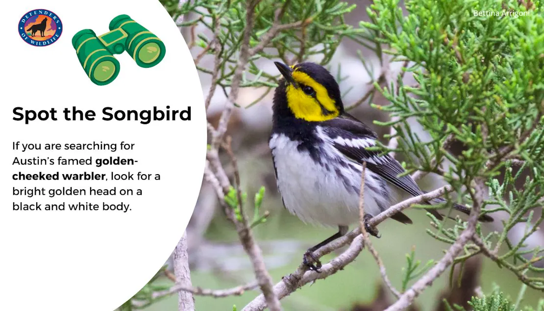 A graphic that says "Spot the Songbird" on the left with a short description of what a golden-cheeked warbler looks like and then a photo of one on the right sitting on a tree branch.