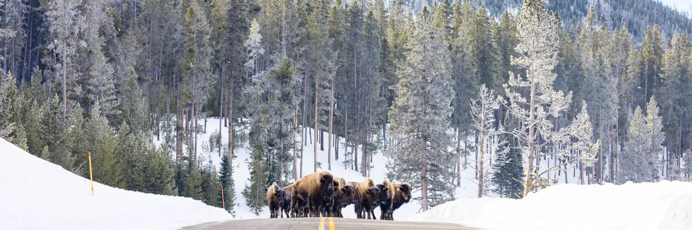A herd of bison cross a two lane road in Yellowstone National Park. There is snow on either side of the road and pine trees in the background.
