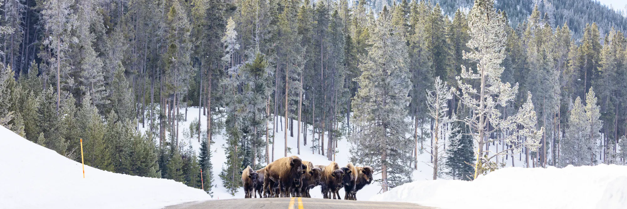 A herd of bison cross a two lane road in Yellowstone National Park. There is snow on either side of the road and pine trees in the background.