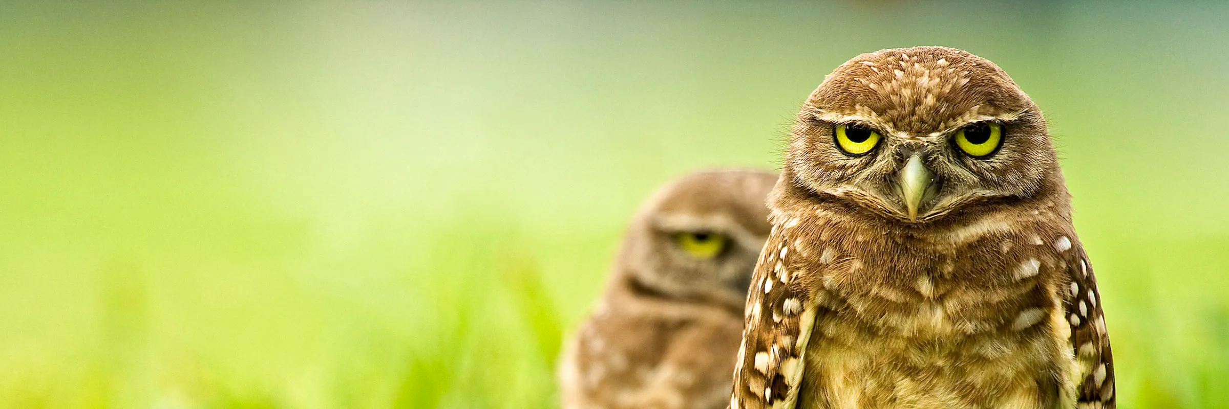 owl looking at camera in field