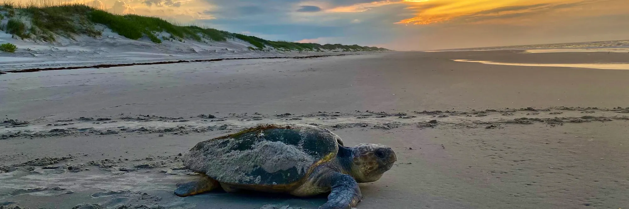 Sea turtle crawling on beach at Cape Hatteras National Seashore