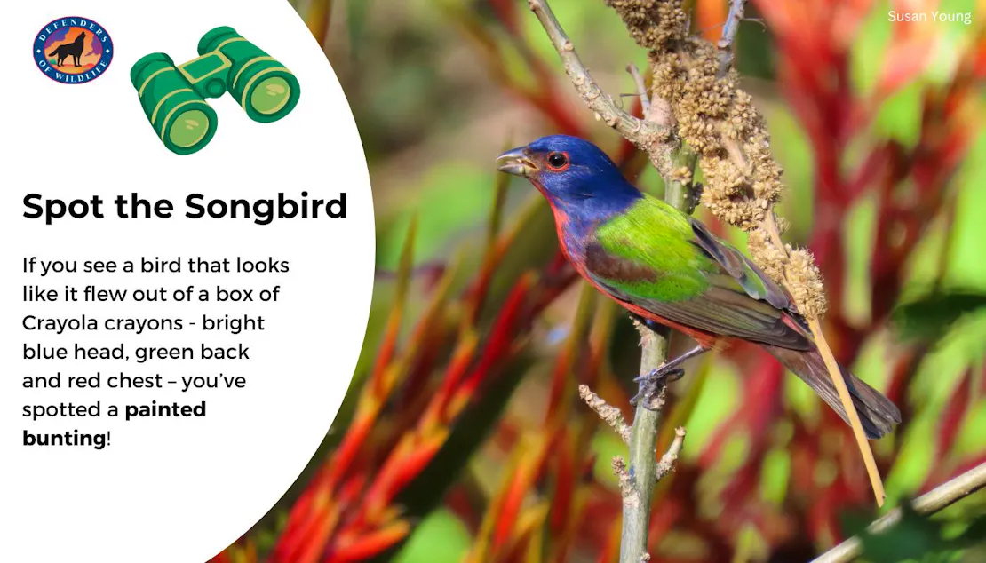 A graphic that says "Spot the Songbird" on the left with a short description of what a painted bunting looks like and then a photo of one on the right sitting on a tree branch.