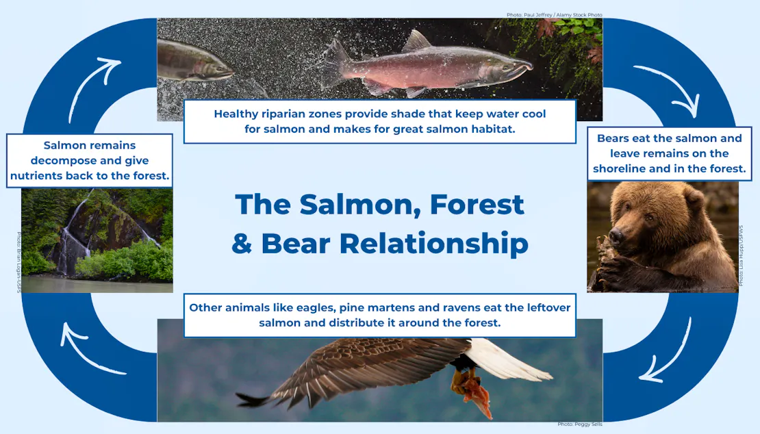 A graphic showing the "Salmon, Forest & Bear Relationship" as a cycle. At the top shows salmon. An arrow then points to a large brown bear eating a salmon. Another arrow points to a bird holding a salmon. Another arrow points to a forest with a waterfall. The final arrow closes the circle, pointing from the forest to the salmon.