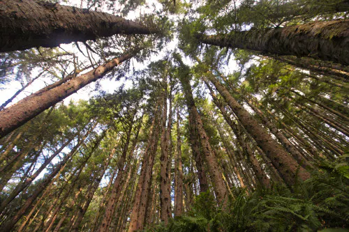looking up at sitka spruce