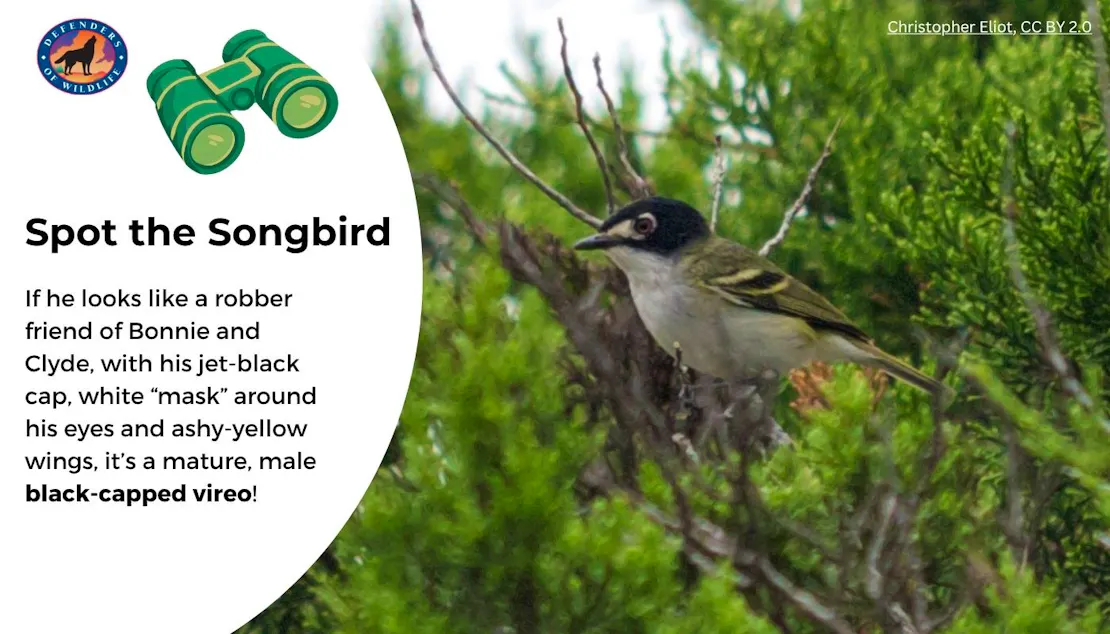 A graphic that says "Spot the Songbird" on the left with a short description of what a black-capped vireo looks like and then a photo of one on the right sitting in a shrub.