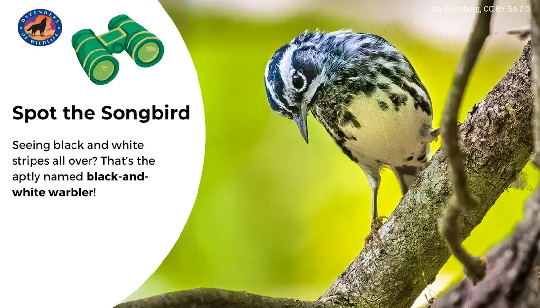 A graphic that says "Spot the Songbird" on the left with a short description of what a black-and-white warbler looks like and then a photo of one on the right perched on a branch, looking downward.
