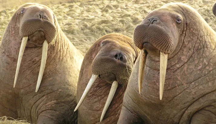 three walrus huddled together