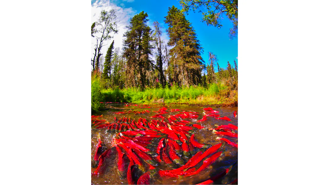 A cluster of bright pink-red salmon spawn in the water. Behind the water is lush grass and tall trees.