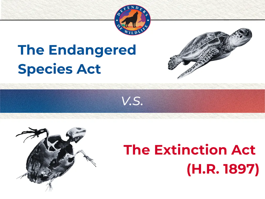 Westerman Bill Graphic Cover