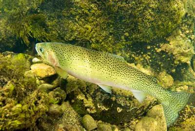 westslope cutthroat trout in water