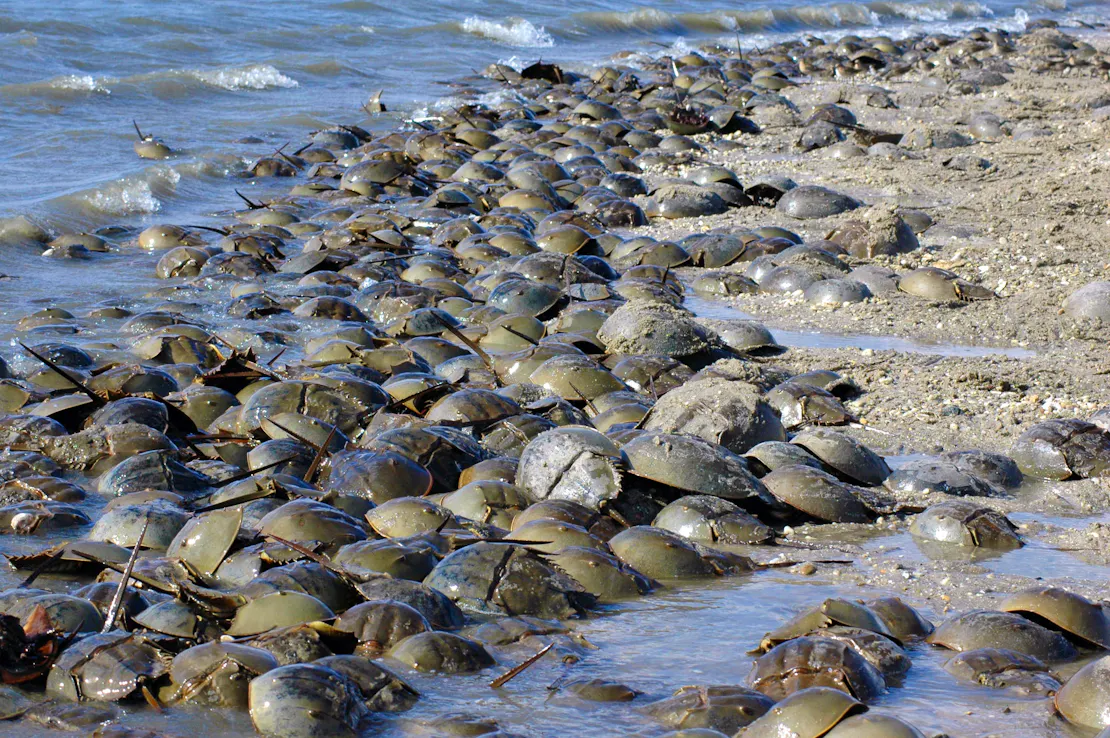 Horseshoe Crabs on the beach