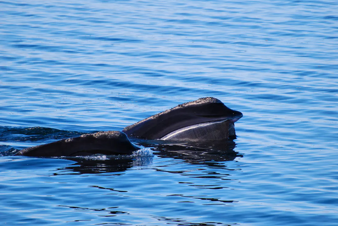 A North Atlantic Right Whale with its mouth open to skim feed at the water surface.
